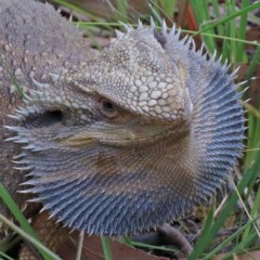 Pogona barbata (Eastern Bearded Dragon) at Dryandra St Woodland - 15 Dec 2020 by ConBoekel