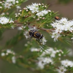 Scaptia sp. (genus) (March fly) at Cook, ACT - 14 Dec 2020 by Tammy