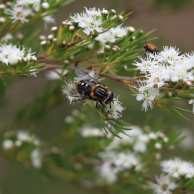 Scaptia sp. (genus) (March fly) at Cook, ACT - 14 Dec 2020 by Tammy