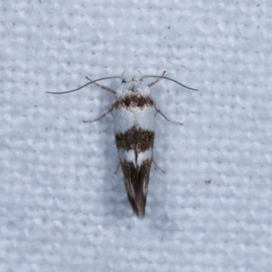 Oecophoridae provisional species 5 at suppressed - 18 Nov 2020