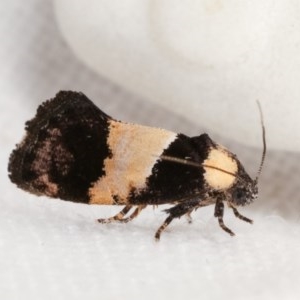 Eupselia axiepaena at Melba, ACT - 18 Nov 2020