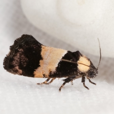 Eupselia axiepaena (A Twig moth) at Melba, ACT - 18 Nov 2020 by kasiaaus