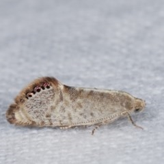 Eupselia melanostrepta (A Twig moth) at Melba, ACT - 18 Nov 2020 by kasiaaus