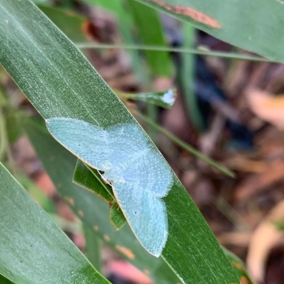 Poecilasthena thalassias (Sea-blue Delicate) at Murrumbateman, NSW - 15 Dec 2020 by SimoneC