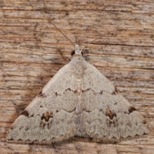 Dichromodes estigmaria at Melba, ACT - 18 Nov 2020 09:47 PM