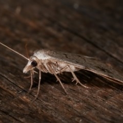 Dichromodes estigmaria at Melba, ACT - 18 Nov 2020