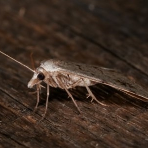 Dichromodes estigmaria at Melba, ACT - 18 Nov 2020