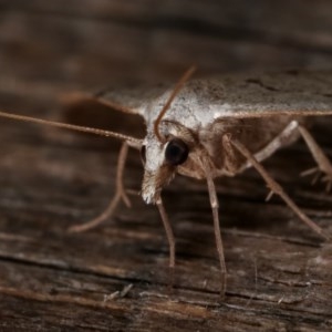 Dichromodes estigmaria at Melba, ACT - 18 Nov 2020