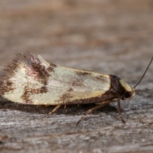 Olbonoma triptycha at Melba, ACT - 18 Nov 2020 09:50 PM