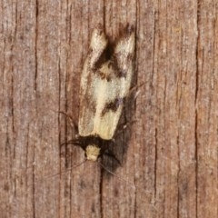 Olbonoma triptycha at Melba, ACT - 18 Nov 2020 09:50 PM