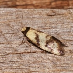 Olbonoma triptycha at Melba, ACT - 18 Nov 2020 09:50 PM