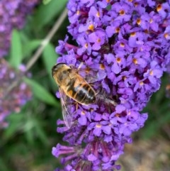 Eristalis tenax (Drone fly) at Murrumbateman, NSW - 15 Dec 2020 by SimoneC