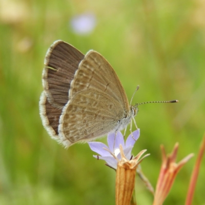 Zizina otis (Common Grass-Blue) at Kambah, ACT - 10 Dec 2020 by MatthewFrawley