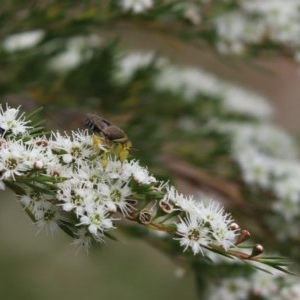 Bembix sp. (genus) at Cook, ACT - 15 Dec 2020