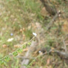 Hackelia suaveolens (Sweet Hounds Tongue) at Hackett, ACT - 14 Dec 2020 by abread111