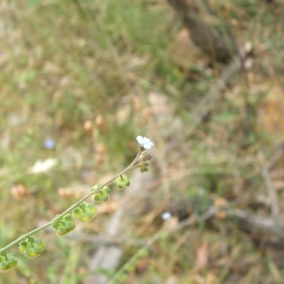 Hackelia suaveolens (Sweet Hounds Tongue) at Mount Majura - 14 Dec 2020 by abread111