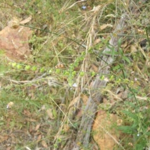 Hackelia suaveolens at Hackett, ACT - 14 Dec 2020