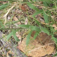 Hackelia suaveolens at Hackett, ACT - 14 Dec 2020