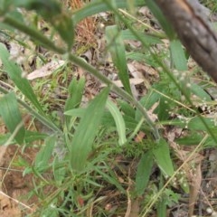 Hackelia suaveolens at Hackett, ACT - 14 Dec 2020