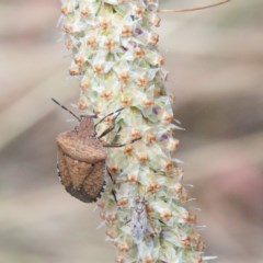 Dictyotus conspicuus (A shield or stink bug) at Dryandra St Woodland - 15 Dec 2020 by ConBoekel