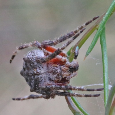 Araneinae (subfamily) (Orb weaver) at Dryandra St Woodland - 15 Dec 2020 by ConBoekel