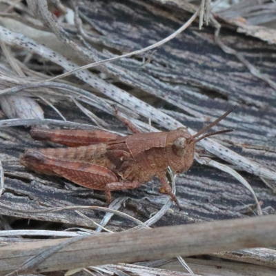 Phaulacridium vittatum (Wingless Grasshopper) at O'Connor, ACT - 15 Dec 2020 by ConBoekel