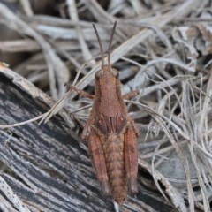 Phaulacridium vittatum at O'Connor, ACT - 15 Dec 2020