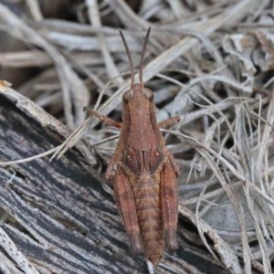 Phaulacridium vittatum at O'Connor, ACT - 15 Dec 2020