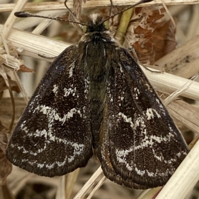 Synemon plana (Golden Sun Moth) at Curtin, ACT - 15 Dec 2020 by RAllen