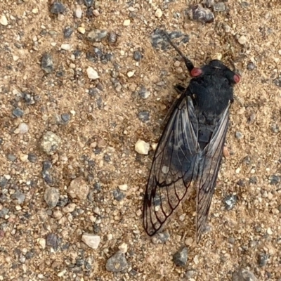 Psaltoda moerens (Redeye cicada) at Holt, ACT - 14 Dec 2020 by Jenny54