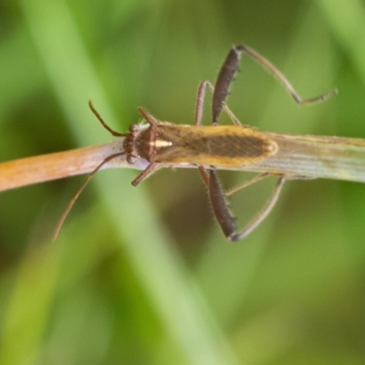 Melanacanthus scutellaris (Small brown bean bug) at QPRC LGA - 14 Dec 2020 by WHall