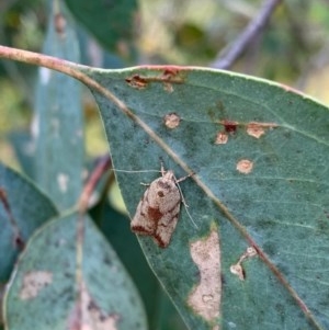 Euchaetis inceptella at Murrumbateman, NSW - 15 Dec 2020