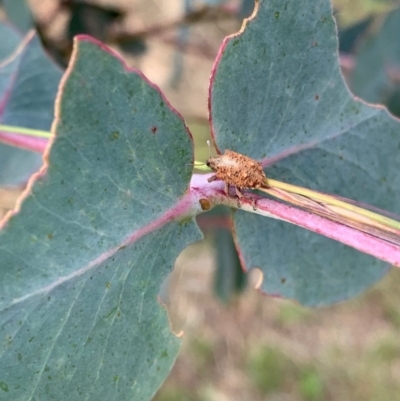 Oxyops fasciculatus (A weevil) at Murrumbateman, NSW - 15 Dec 2020 by SimoneC