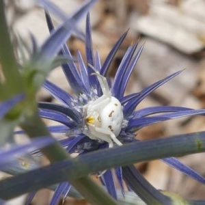 Thomisidae (family) at Giralang, ACT - suppressed