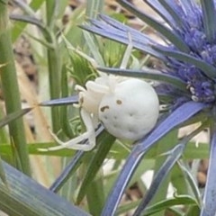 Thomisidae (family) at Giralang, ACT - 21 Dec 2020