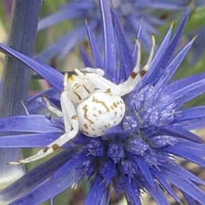 Thomisidae (family) at Giralang, ACT - suppressed