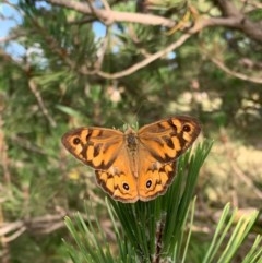 Heteronympha merope (Common Brown Butterfly) at Murrumbateman, NSW - 15 Dec 2020 by SimoneC