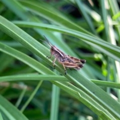 Phaulacridium vittatum (Wingless Grasshopper) at Murrumbateman, NSW - 15 Dec 2020 by SimoneC
