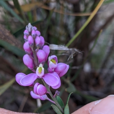 Comesperma ericinum (Heath Milkwort) at Currawang, NSW - 14 Dec 2020 by camcols