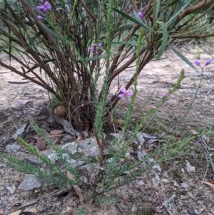 Comesperma ericinum at Currawang, NSW - 14 Dec 2020