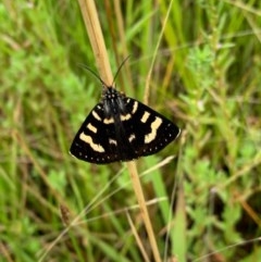 Phalaenoides tristifica (Willow-herb Day-moth) at Murrumbateman, NSW - 15 Dec 2020 by SimoneC