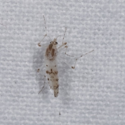 Chaoborus ornatipennis (Phantom midge) at Melba, ACT - 18 Nov 2020 by kasiaaus