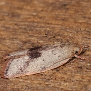 Garrha phoenopis at Melba, ACT - 18 Nov 2020