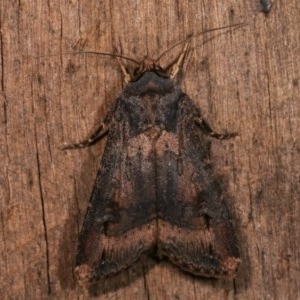 Agrotis ipsilon at Melba, ACT - 18 Nov 2020