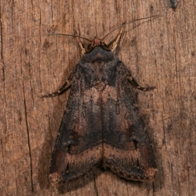 Agrotis ipsilon (Agrotis ipsilon) at Melba, ACT - 18 Nov 2020 by kasiaaus