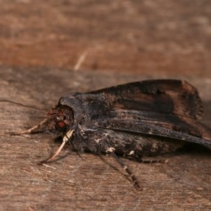 Agrotis ipsilon at Melba, ACT - 18 Nov 2020