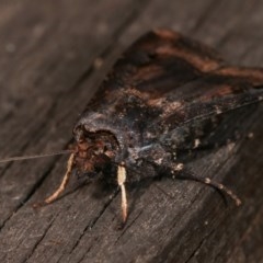 Agrotis ipsilon at Melba, ACT - 18 Nov 2020