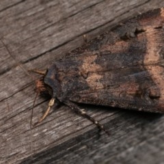 Agrotis ipsilon at Melba, ACT - 18 Nov 2020