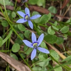 Isotoma fluviatilis subsp. australis (Swamp Isotome) at Currawang, NSW - 14 Dec 2020 by camcols