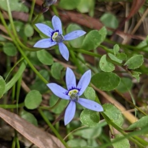 Isotoma fluviatilis subsp. australis at Currawang, NSW - suppressed